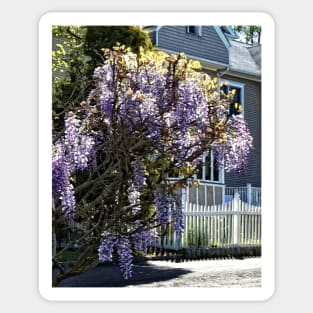 Wisteria in Bloom Sticker